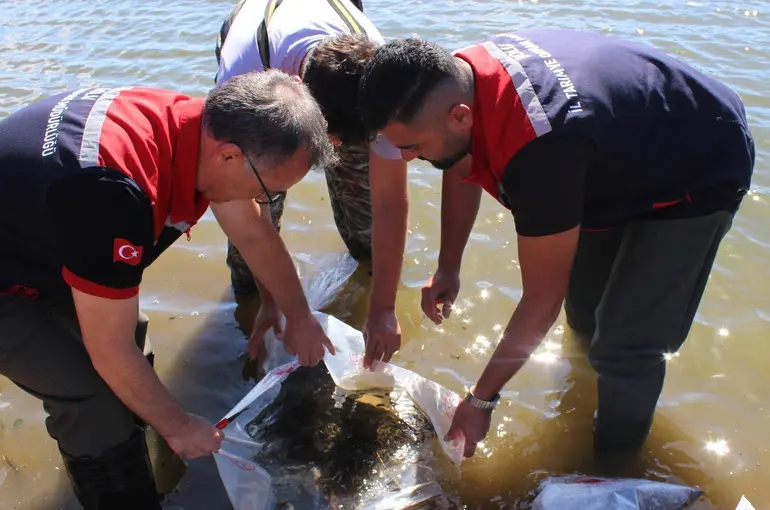 Bolu’da Taşlıyayla Göleti’ne 450 bin pullu sazan yavrusu bırakıldı
