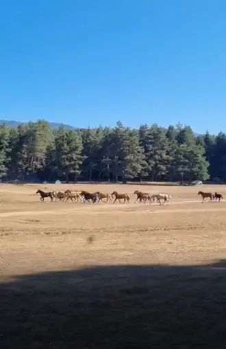 Bolu’da yılkı atlarına kurt saldırdı

