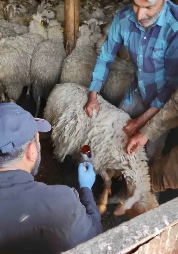 Bolvadin’de küçükbaş hayvanlara yönelik aşılama ve küpeleme çalışması

