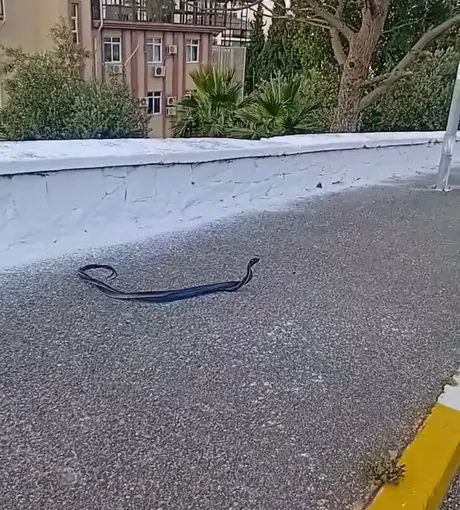 Bozdoğan’da yılanların çiftleşme dansı kamerada
