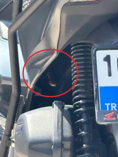 Bursa’da motosikletten çıkan yılan şoke etti
