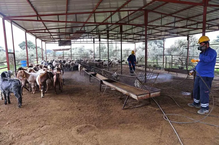 Büyükşehir’den ahırlarda karasineğe karşı mücadele
