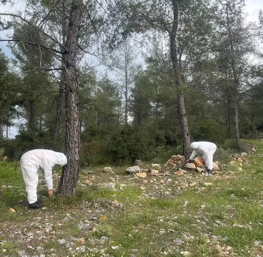 Çamkese böceği ile mücadele devam ediyor
