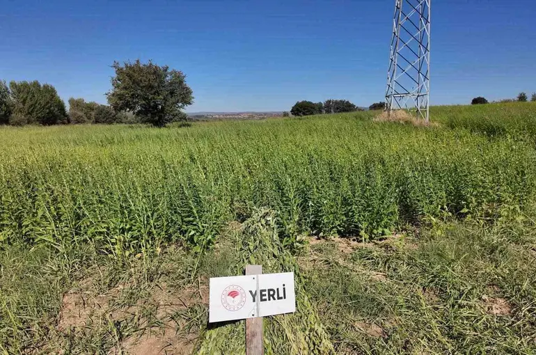 Çanakkale’de 7 yerli ve milli susam çeşidi hasat edildi
