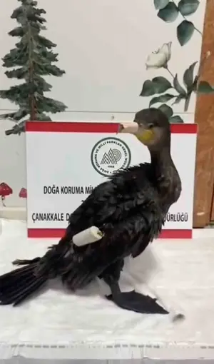 Çanakkale’de olta misinasıyla yaralanan karabatak sağlığına kavuştu
