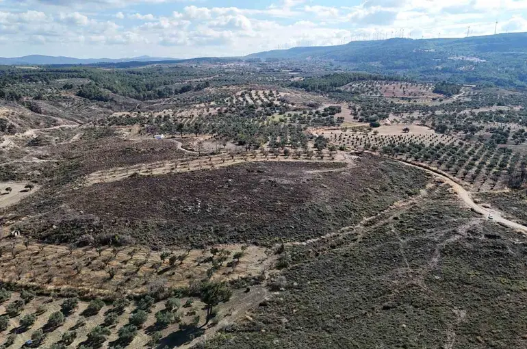 Çanakkale’de yanan ormanlar küllerinden doğuyor

