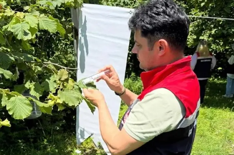 Çarşamba Ovası’nda kokarcayla mücadele
