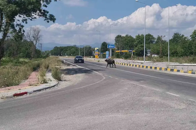Çaycuma-Perşembe yolunda mandalar sürücülere zor anlar yaşattı
