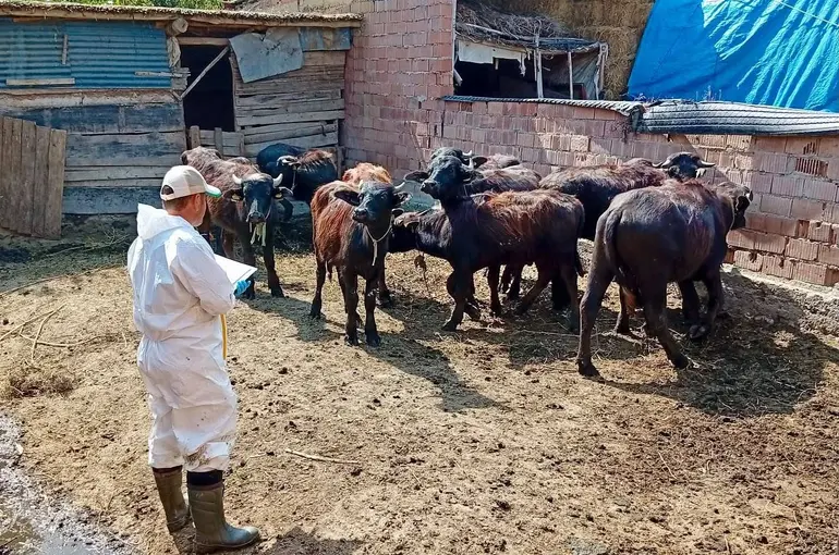 Çay’da sonbahar aşılama kampanyası sürüyor
