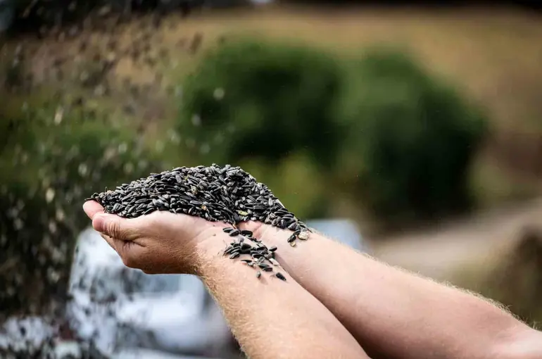Çayırlı’da "doğanın sarı gelini" ayçiçeğinde hasat başladı
