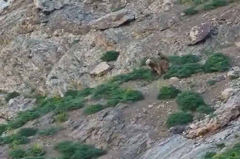 Cennet Cehennem Vadisi’nde ayı ve yavrusu görüntülendi
