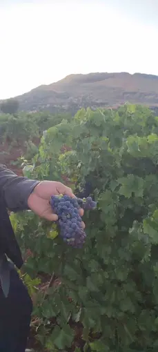 Çermik’te üzüm hasadı başladı

