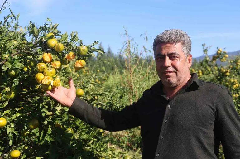 Ceviz büyüklüğündeki dolu, hasadına gün sayılan erkenci mandalinayı vurdu

