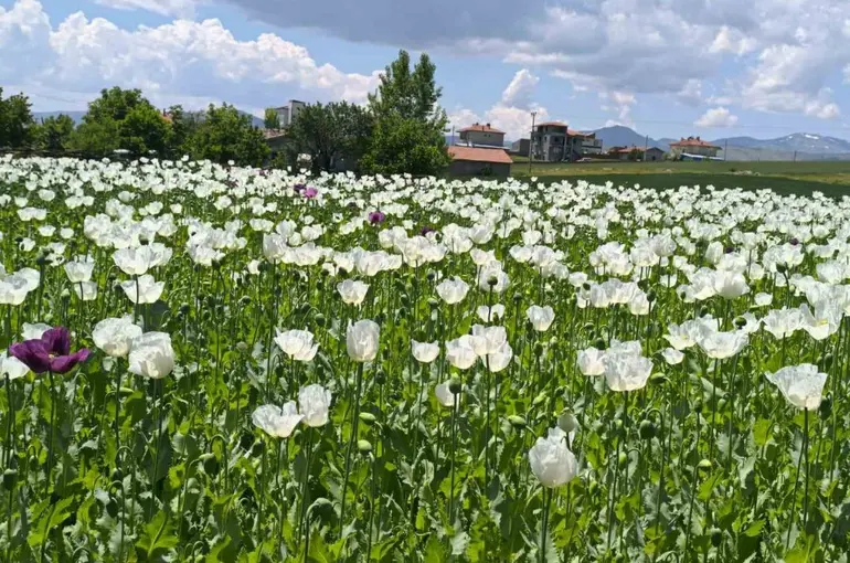 Çiçek açan haşhaş tarlaları adeta doğal fotoğraf stüdyosuna döndü
