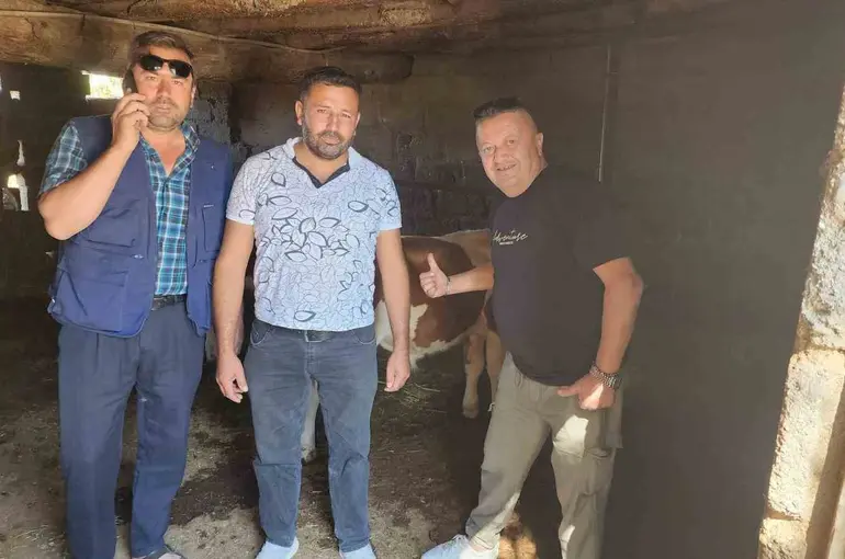 Çivril’de kaybolan iki buzağı mahalle halkını seferber etti
