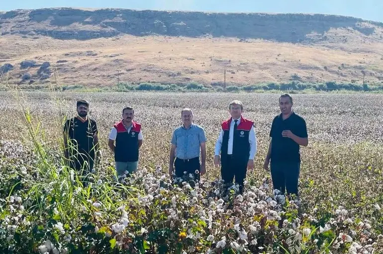Cizre’de ’beyaz altın’ mesaisi başladı
