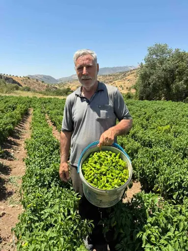 Coğrafi işaretli Çermik biberi tezgahlardaki yerini aldı
