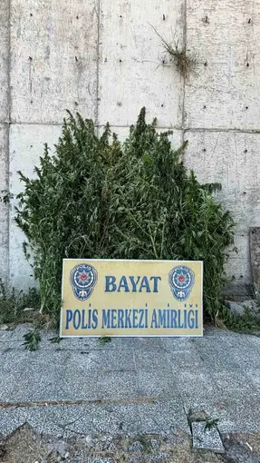 Çorum’da 46 kök Hint keneviri ele geçirildi: 1 tutuklama
