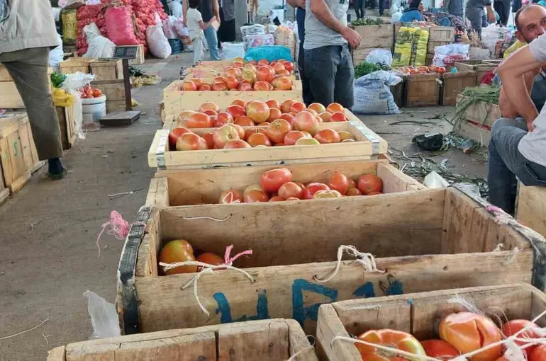Çüngüş’te organik domates hasadı başladı
