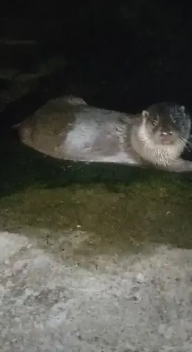 Denizden çıkıp balık yediler, yeniden kayboldular
