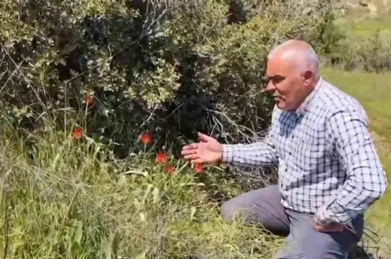 Denizli’de anemon lalesi yetişti

