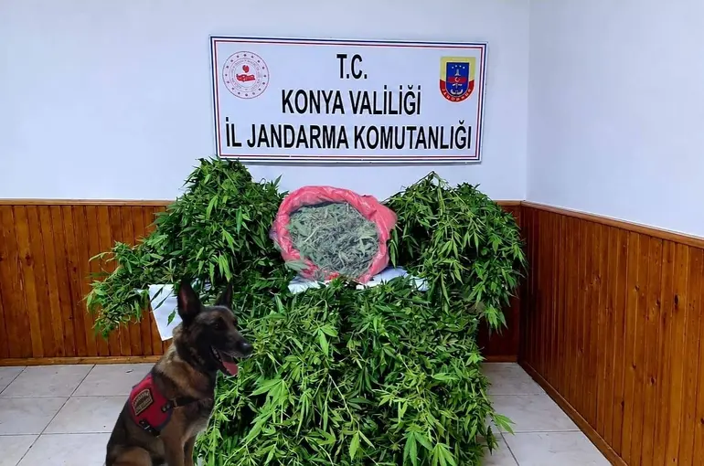 Depo görünümlü alana kenevir eken şüpheli yakalandı
