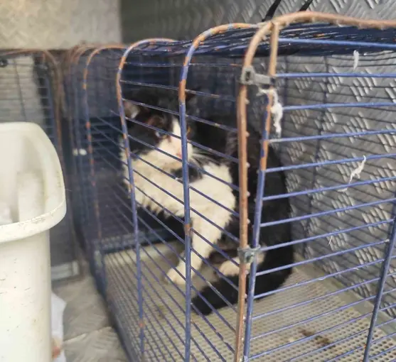 Derede mahsur kalan kedi kurtarıldı
