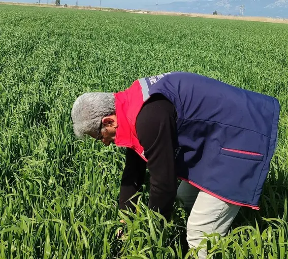 Didim’de hububat ekili araziler temiz çıktı

