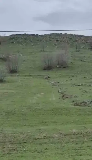 Diyarbakır’da kurt sürüsü görüntülendi
