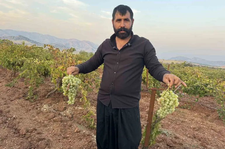 Diyarbakır’da yetiştiriliyor, 81 ile gönderiliyor
