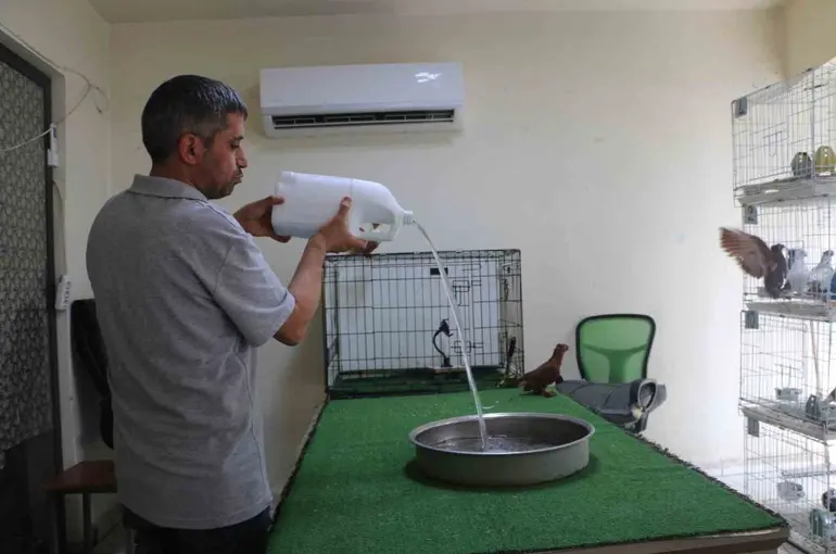 Diyarbakır’ın kavurucu sıcağında binlerce liralık güvercinlere "klimalı" ve "havuzlu" konfor
