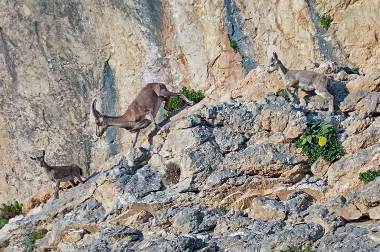 Doğa gözlemcilerinin rotası Van’ın dağları oldu
