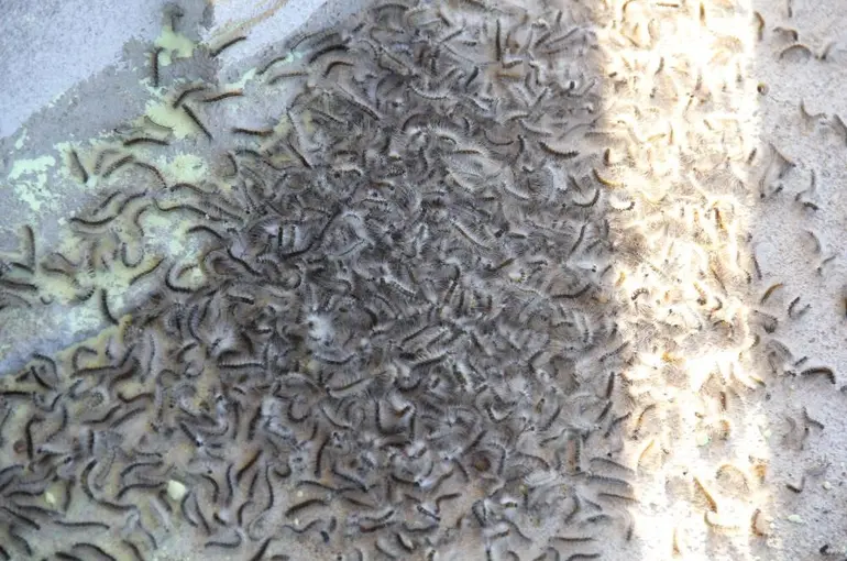 Doğu Karadeniz’de ’istilacı böcek’ alarmı
