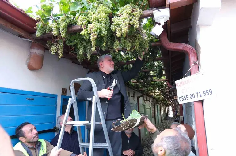 Dünyanın en dar arastasını süsleyen üzümler hasat edildi

