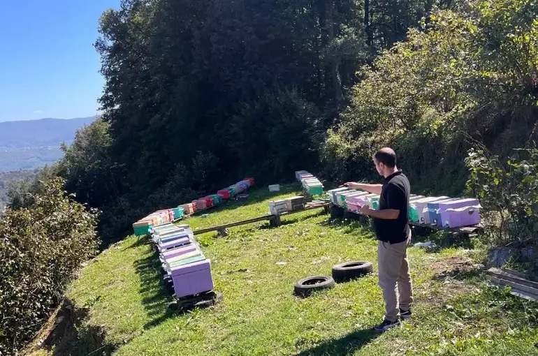 Düzce’de arılı kovan tespit çalışmaları sürüyor
