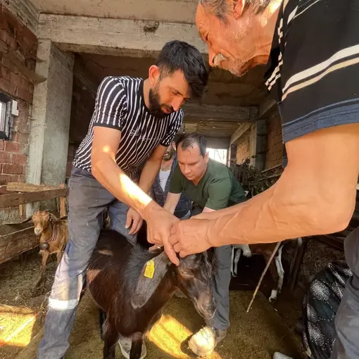 Düzce’de küçükbaş hayvanlara aşılama ve küpeleme
