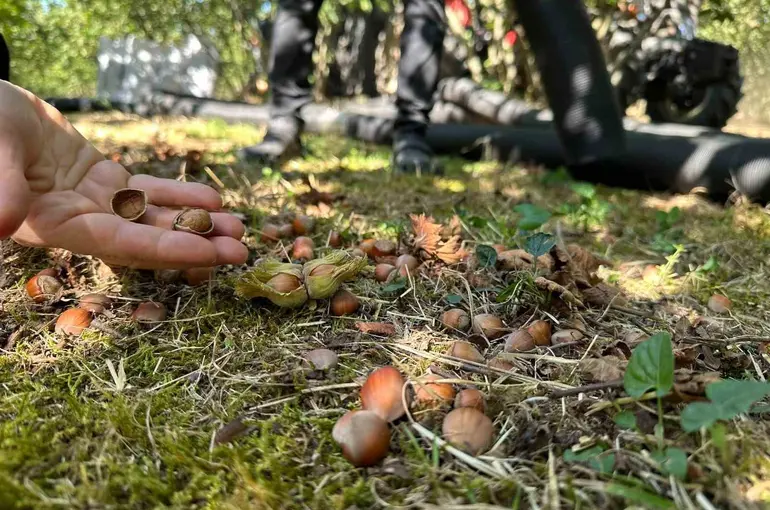 Düzce’de tarımsal üretim sahada yakından takip ediliyor

