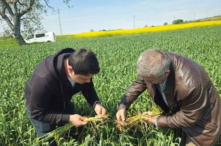 Edirne’de buğday ekili alanlarda hastalık uyarısı
