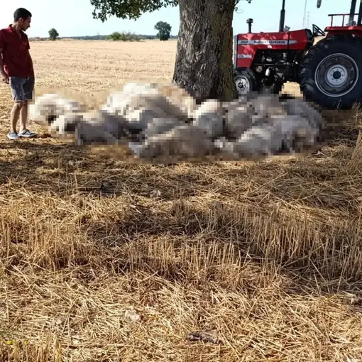 Edirne’de sağanak ve dolu yağışı: Yıldırım 30 koyunu telef etti, dolu çatılara zarar verdi
