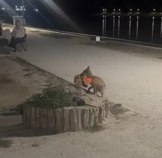 Edirne’de sevimli hırsız kamerada: Yavru tilki bisiklet kaskını kapıp kaçtı
