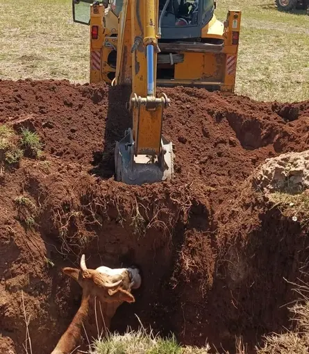 Ekipler seferber oldu, çukura düşen inek kurtarıldı
