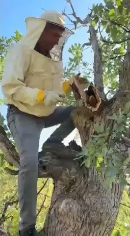 Elazığ’da ağacın gövdesinden 3 kilo bal çıktı
