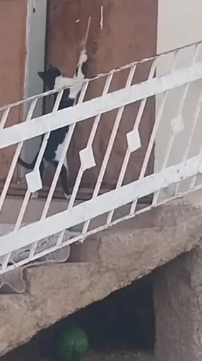 Elazığ’da bir kedi, evin kapısını açarak içeri girdi
