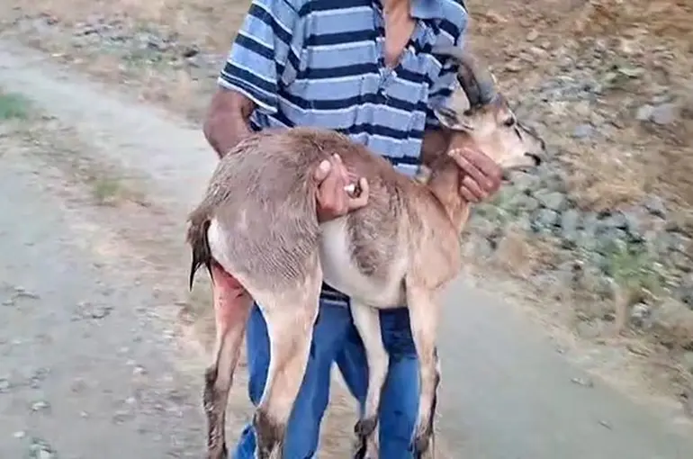 Elazığ’da bir şahıs, köpeklerin saldırdığı dağ keçisini kucağında taşıdı
