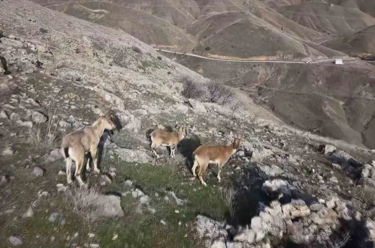 Elazığ’da dağ keçileri dron ile görüntülendi
