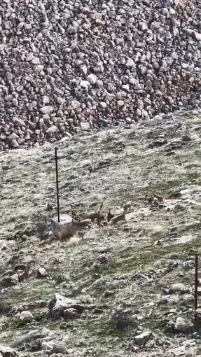 Elazığ’da dağ keçileri sürü halinde görüldü
