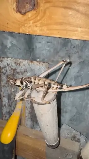 Elazığ’da etçil çekirgeler görüntülendi
