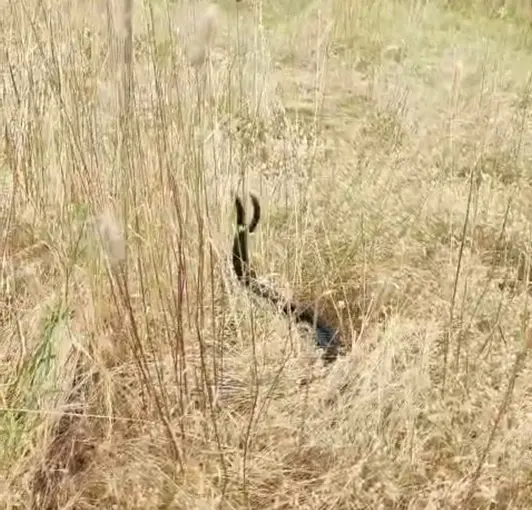 Elazığ’da iki yılanın dansı görüntülendi
