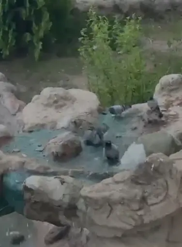 Elazığ’da kavurucu sıcaktan bunalan güvercinler suyla serinledi
