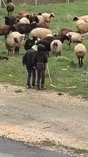Elazığ’da minik çobanların sürü başında halayı
